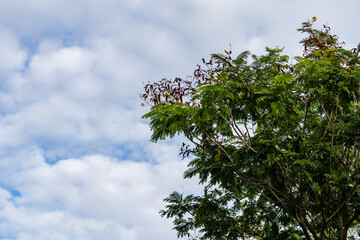 Green tree and cumulus white clouds on blue sky background 