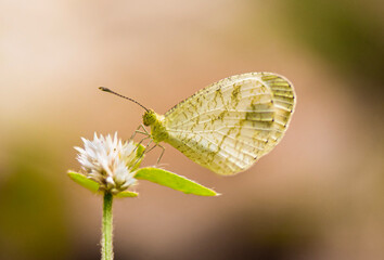 butterfly on a leaf