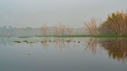 reeds in the lake
