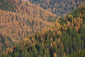 Shot of a dense forest in autumn