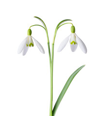 Spring snowdrops, blooming and fresh, isolated on white background.