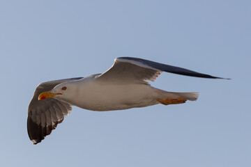 Seagull flying in blue background daytime
