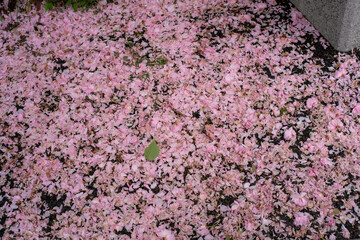 地面に散る桜