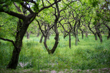 Obraz premium 生い茂った木々