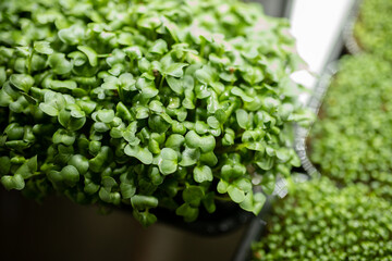 Fresh radish sprouts, green leaves of microgreen radish. the concept of healthy eating and growing greenery at home, cityferm