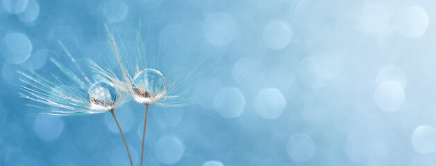 dandelion on a blue background, two dandelions with water drops