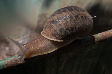 Close up shot of snail