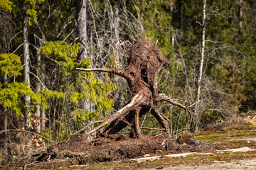 Driftwood from a tree. The roots of the tree are sticking out. The tree fell in the forest. Close-up.