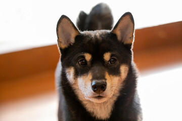 close up of a shiba dog