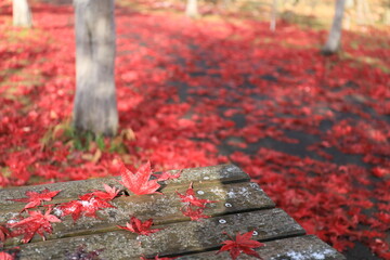 美しい紅葉（ノムラモミジ）