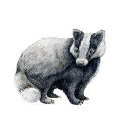 Badger animal hand drawn image. Watercolor illustration. Wild forest animal. Woodland black and white europe predator. Cute single european badger on white background © anitapol