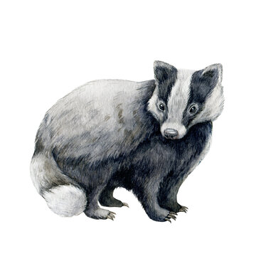 Badger animal hand drawn image. Watercolor illustration. Wild forest animal. Woodland black and white europe predator. Cute single european badger on white background