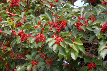 赤い実がなる木