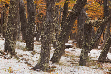 Lenga beech forest with first snow in autumn
