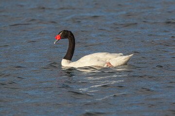 Black-necked swan (Cygnus melancoryphus) swimming in sea