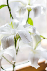 Close-up of a white lily flower with place for text.