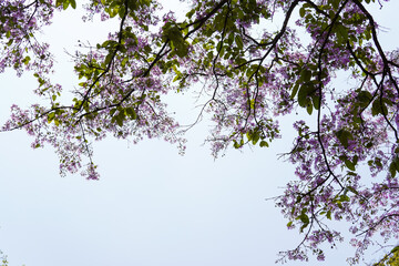 Purple flowers blooming in summer
