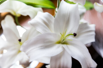 Close-up of a white lily flower with place for text.