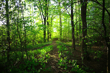 Obraz premium spring green forest landscape, abstract view in forest thicket