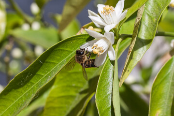 Bee working on a flower of a tangerine tree.