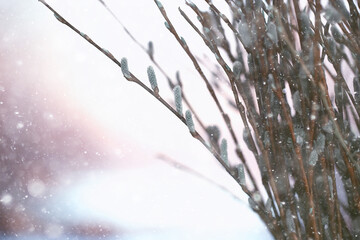 pussy-willow willow / branches bloom, spring concept, Easter holiday, background