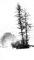 Obraz na płótnie Canvas tree in snow