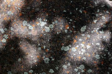 Texture Abstract Background  Lichen and Moss Nature