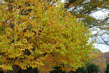 紅葉する公園の樹木