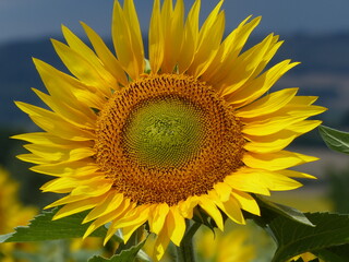 Fototapeta premium Gros plan d'une tête de tournesol en étévpar une belle journée ensoleillée