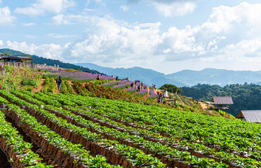 Fototapeta na wymiar Strawberry farm field on the mountain view with blue sky background