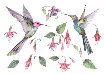 Fototapety         Small birds hummingbirds in flight with outstretched wings, pink fuchsia flowers and buds with green leaves. Watercolor for design of cards, invitations, print, background, cover, banner.