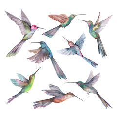        Small tropical birds hummingbirds with bright feathers in flight with outstretched wings. Watercolor set of isolated objects on a white background for the design of cards, invitations, print.
