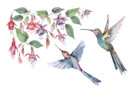   Birds are small hummingbirds in flight with outstretched wings, pink fuchsia flowers and buds with green leaves. Watercolor for design of cards, invitations, print, background, cover, banner.