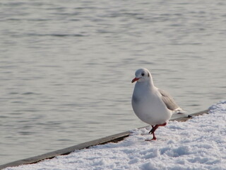 Seagull on the icy snow ground in a sunny winter day by the river as a background