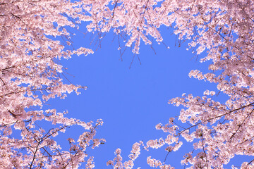 Flowers sakura flowering on spring sakura tree and the background is the sky, nature