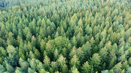 drone flight over forest in Saxon Switzerland during sunset