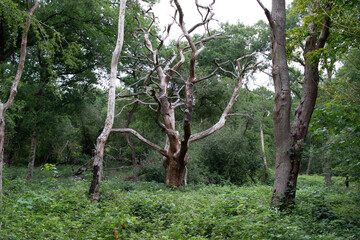 trees in the park