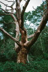 tree in the forest