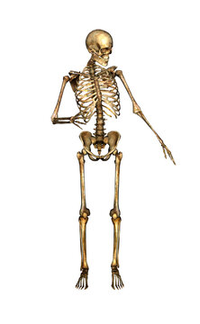 Isolated skeleton figure in a dynamic pose. 3d Illustration