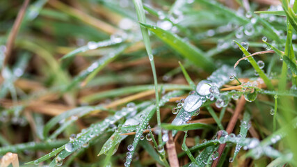 dew drops on a grass