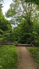 path in the forest