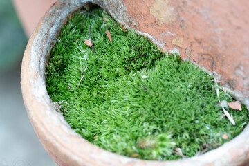 mortar and pestle
