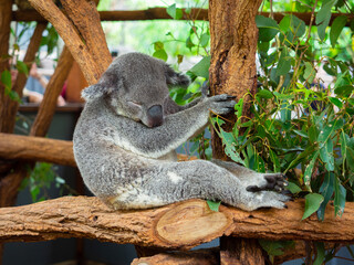 Koalas subidos en un Árbol en la reserva natural de Brisbane