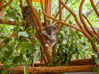 Koalas subidos en un Árbol en la reserva natural de Brisbane © Francisco