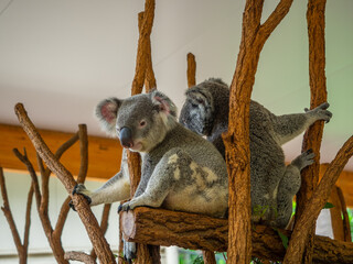Koalas subidos en un Árbol en la reserva natural de Brisbane
