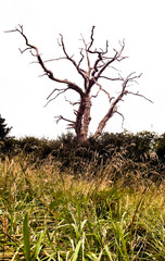 dead tree silhouette