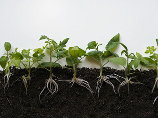 Growing tomato sprouts with visible underground roots on the ground. Outline of a botany textbook.