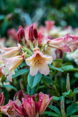 Obraz premium pink and white flower