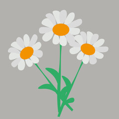 daisies flower on a white