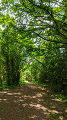 path in the forest